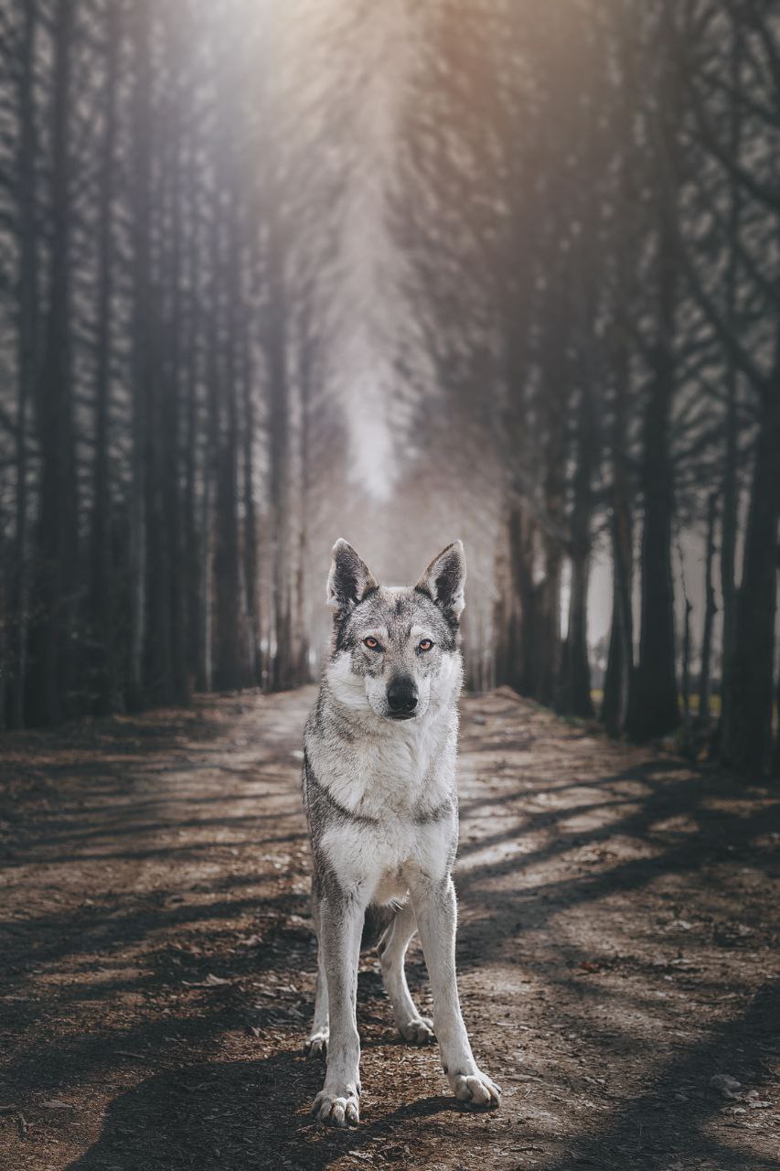 مولد نژاد چکسلواکین ولف داگ هرا(Hera)